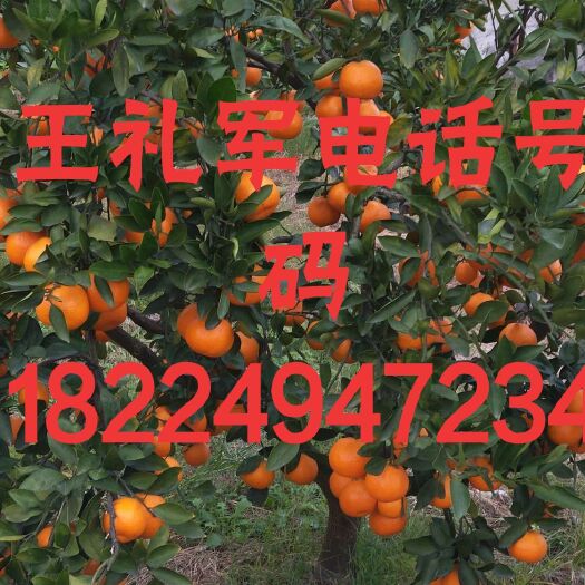 台州普早蜜桔苗 嫁接苗 1~1.5米