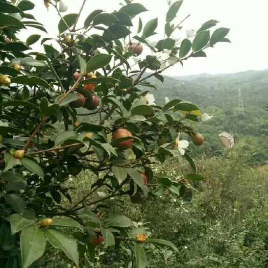 衡东县野生山茶油