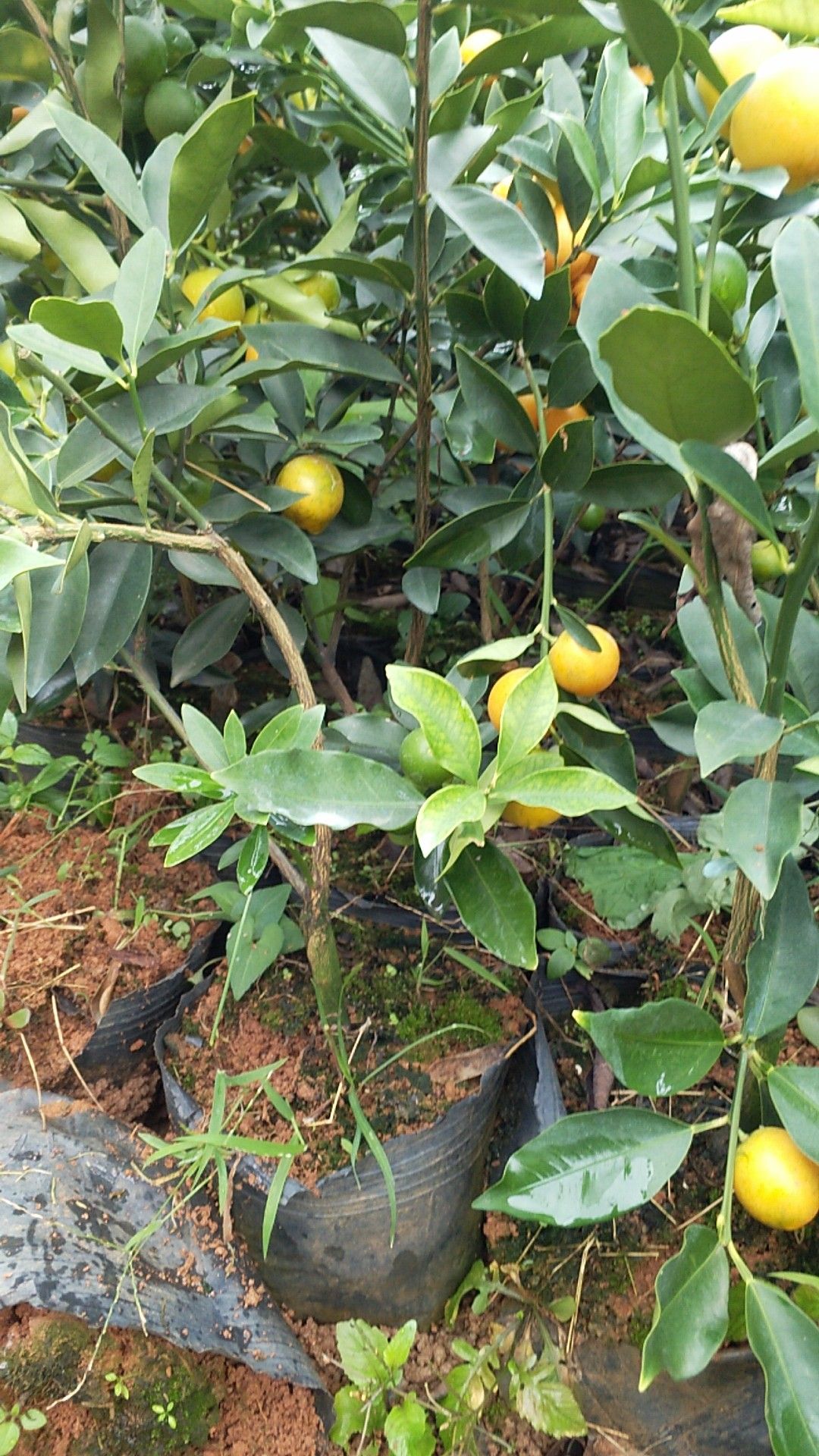 脆皮金桔苗 四季，今年新苗果多，根粗叶茂无病毒，优质A级靓