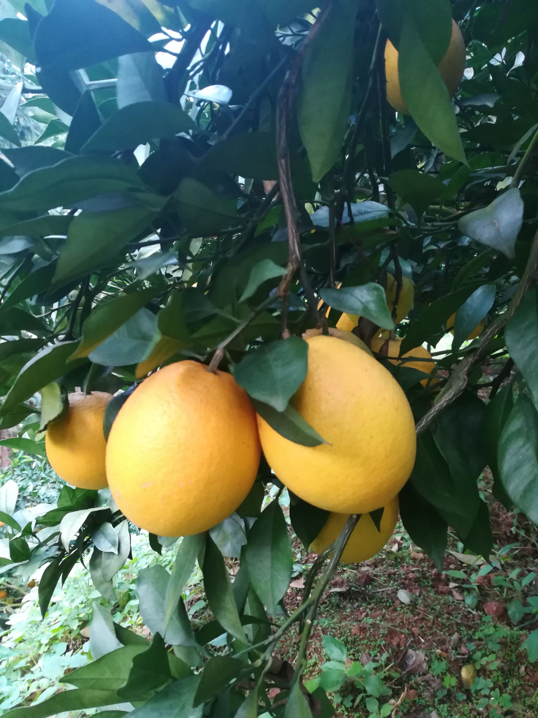 赣南脐橙 100mm以上 8两以上 