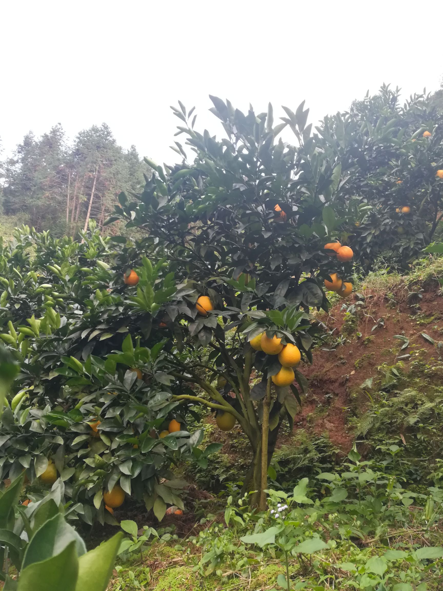 赣南脐橙 100mm以上 8两以上 