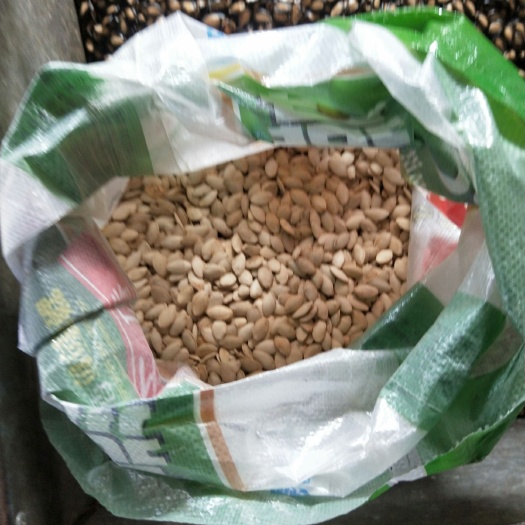 靖远县象牙瓜子 散装 