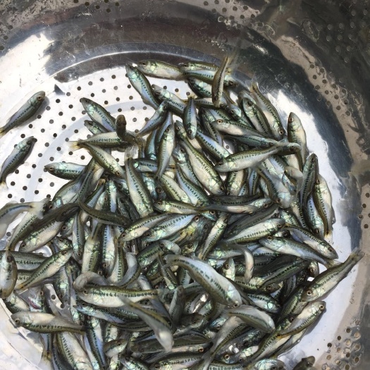台山市加州鲈鱼苗