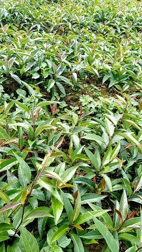 通道县粉红黑老虎苗