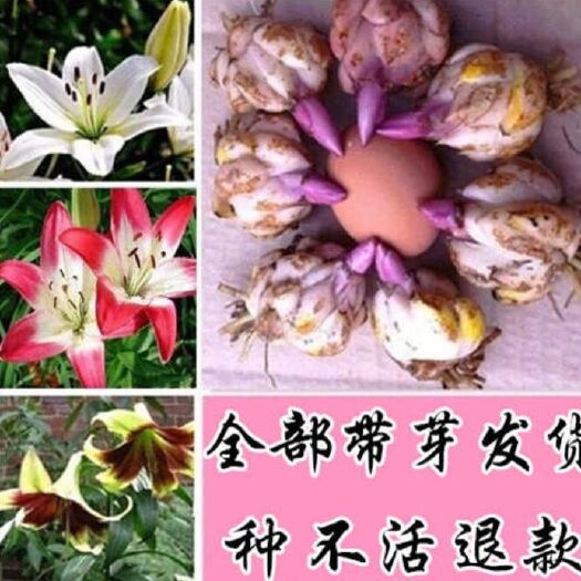 沭阳县百合种球