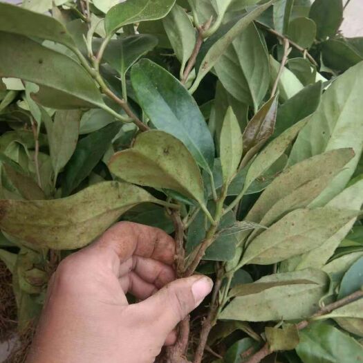 鄱阳县粉红黑老虎苗 黑老虎是种营养价值非常高的水果，可药用也可食用的高端水果
