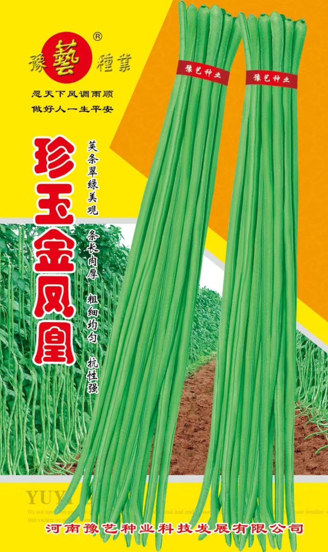 长青豆角种子 珍玉豆角种子~中熟长势旺不易鼠尾不易老化