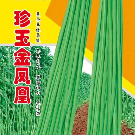 扶沟县长青豆角种子 珍玉豆角种子~中熟长势旺不易鼠尾不易老化
