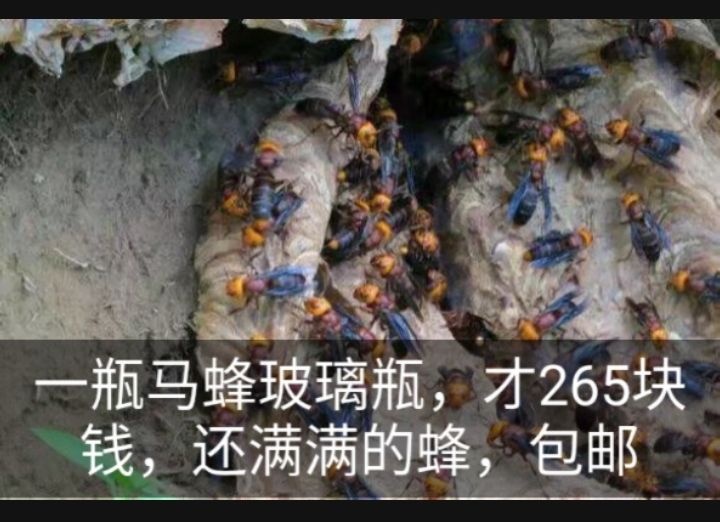 普宁市马蜂 酒是对皮肤美容，每天要睡喝一杯，一个月过后自己在也不过敏
