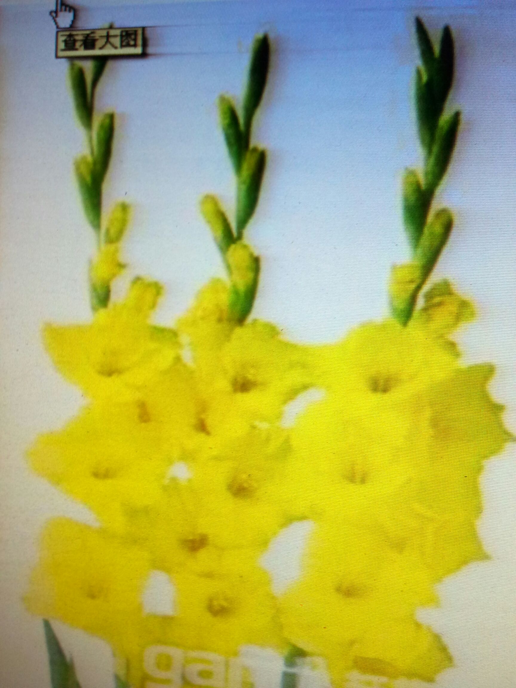 唐菖蒲