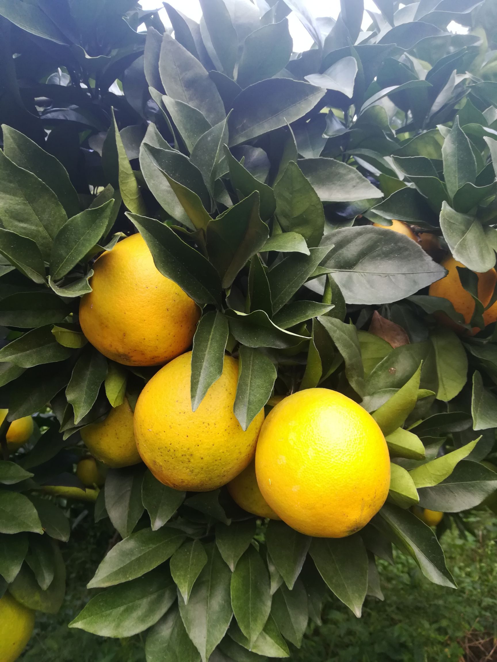 赣南脐橙 100mm以上 8两以上 