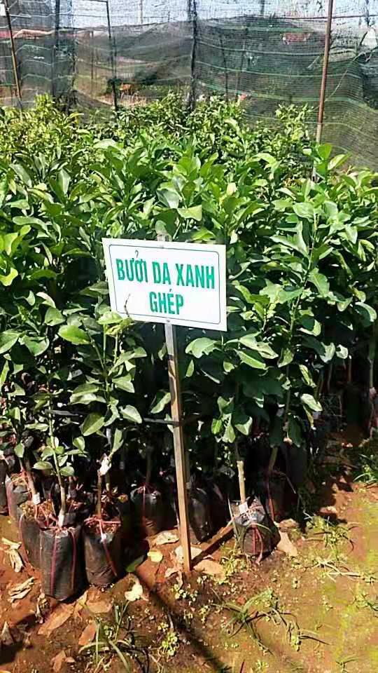 翡翠青皮柚