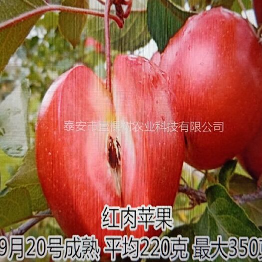 泰安红肉苹果树苗 1~1.5米