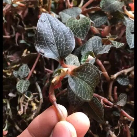 博罗县金线莲种苗