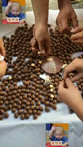 夏威夷果 6-12个月 散装
