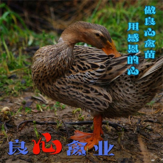 衡阳麻鸭苗基地直卖小种绿皮蛋鸭苗另有青脚土鸡苗五黑蛋鸡苗黄土鸡苗