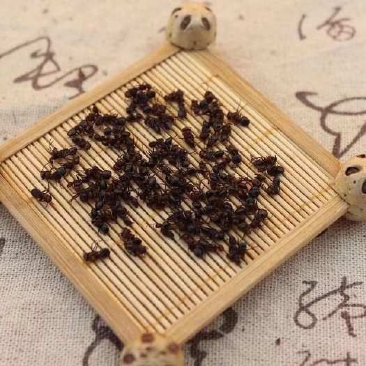 白山蚂蚁