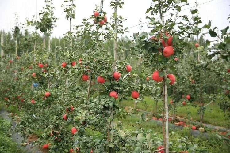 泰安红蜜脆苹果苗 1.5~2米