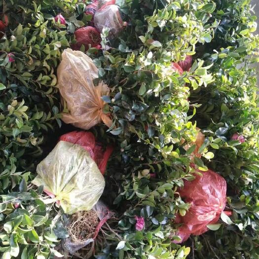 浏阳市茶梅 10cm以下 