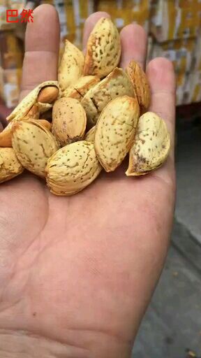 巴旦木 1年以上 带壳
