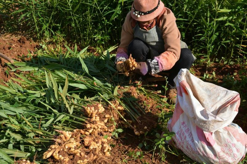 云南小黄姜   新鲜现挖 产地直销