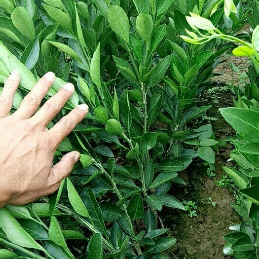 富川县特早蜜桔苗 特早温州蜜桔苗