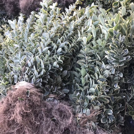 浏阳市金边黄杨