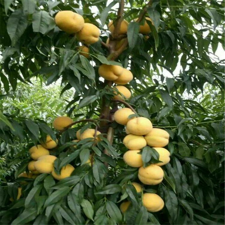 黄桃树苗 1~1.5米