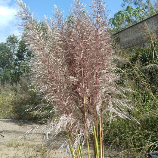 昭通芦苇