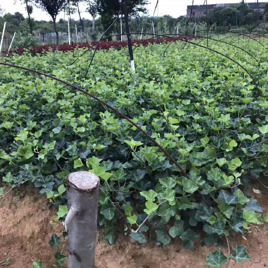 浏阳市爬山虎 1~1.5米 1公分以下