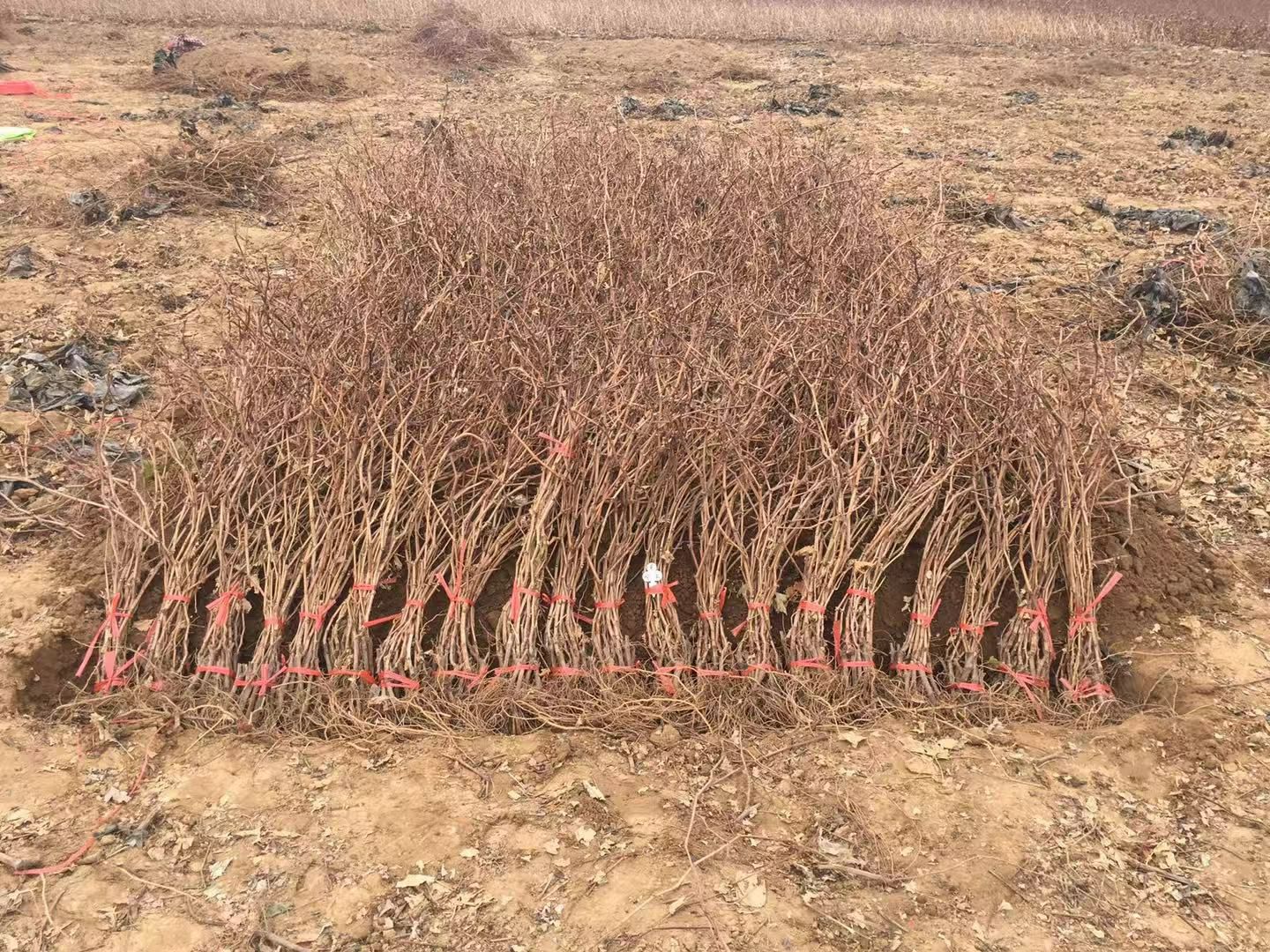 克伦生葡萄苗克瑞森贝达嫁接苗扦插苗晚熟品种