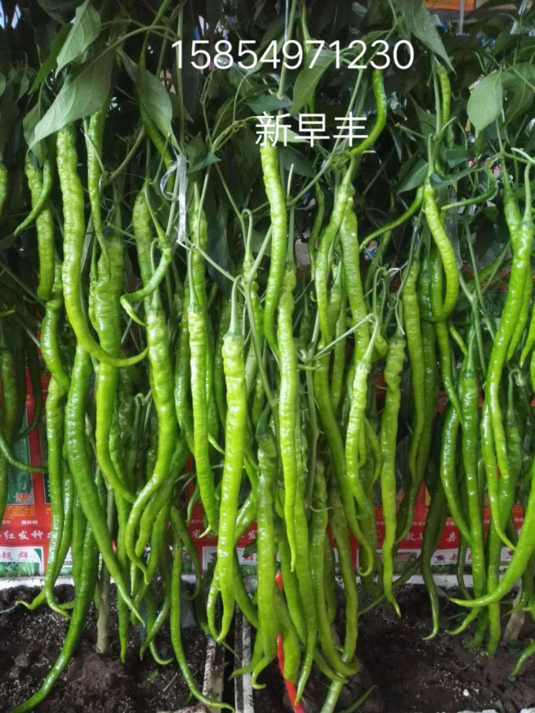 线椒种子 ≥95% ≥97% 杂交种 