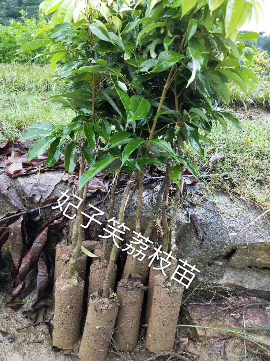 妃子笑荔枝苗