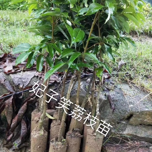 灵山县妃子笑荔枝苗