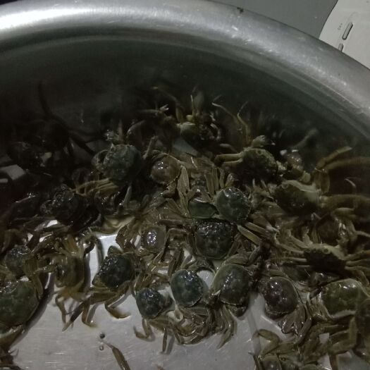 宣城 大闸蟹蟹苗