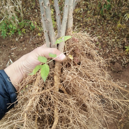 绛县大红袍花椒苗  2年花椒树苗根系发达，成活率高