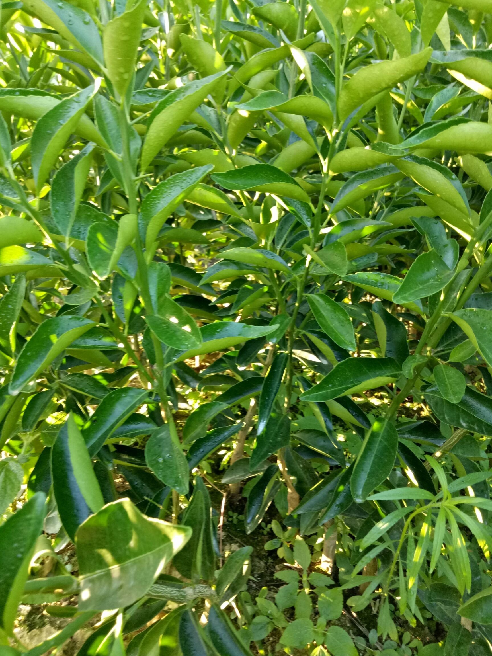 东方红柑桔苗 嫁接苗 0.5~1米