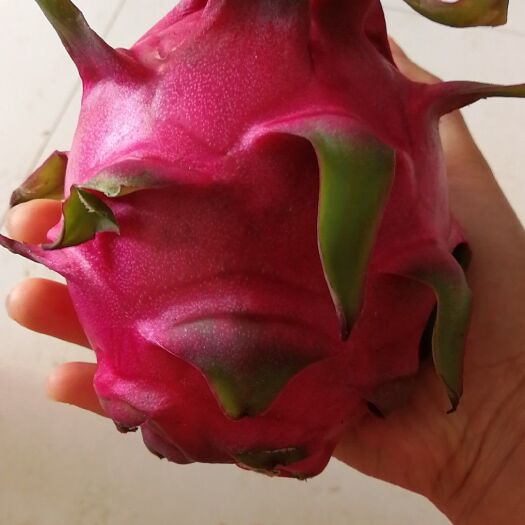 北京红皮红肉火龙果苗