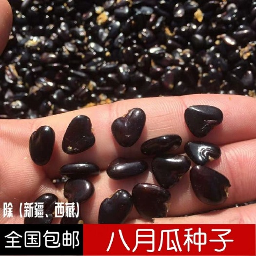 钟祥市八月瓜种子