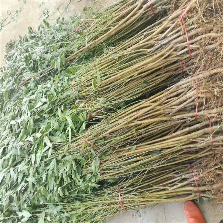 黄桃树苗 1~1.5米