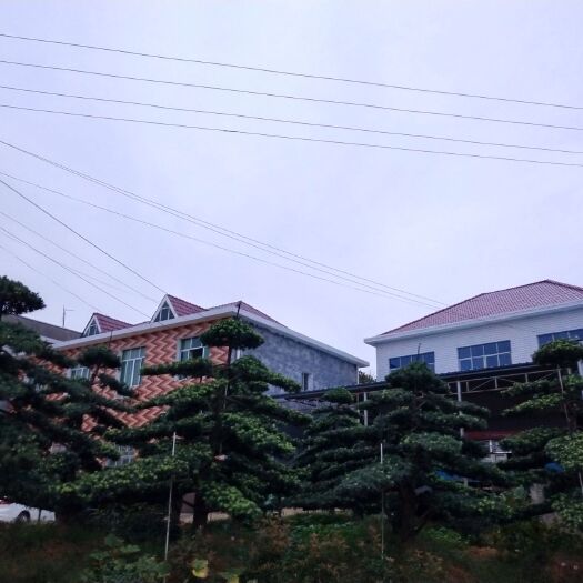 浏阳市罗汉松