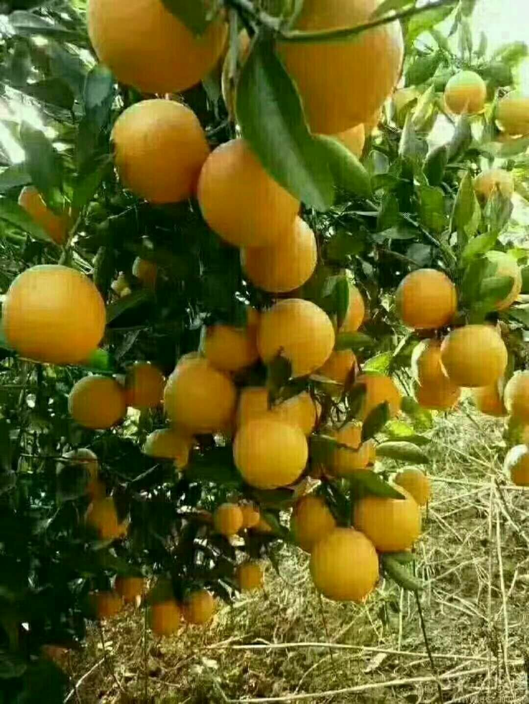 永兴冰糖橙 65 - 70mm 4-8两 