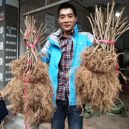 南江县水杨桃砧木  水杨桃实生苗粘木苗