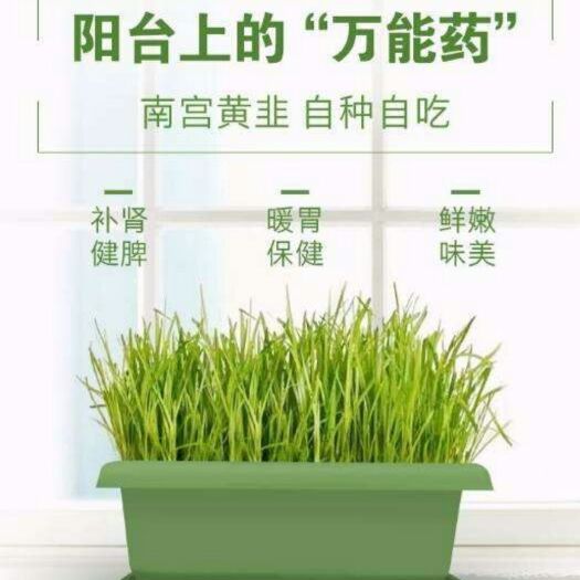 南宫黄韭 阳台有机蔬菜，黄韭盆景，可食可赏，真正的纯绿色无公害绿色健康