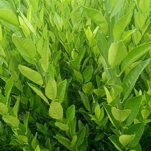富川县南丰蜜桔苗 嫁接苗 0.5~1米 