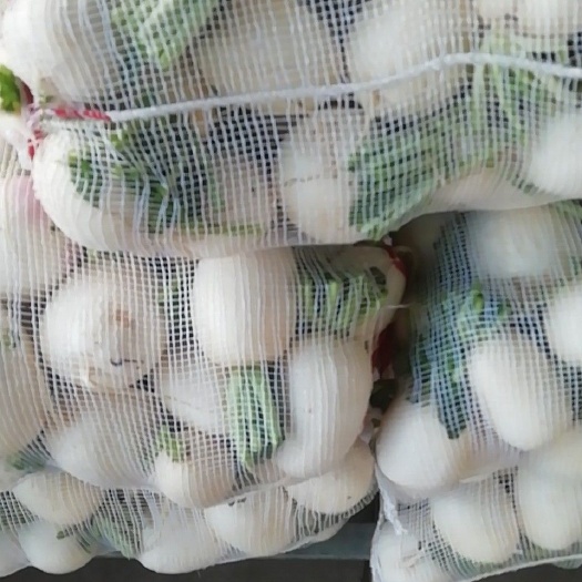 东台市圆白萝卜 1~1.5斤