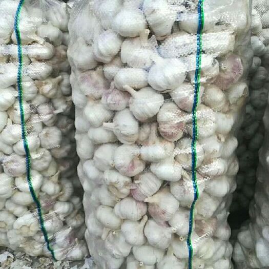 金乡大蒜 大量供应，加工，代发全国，量大从优。欢迎老板來采购。