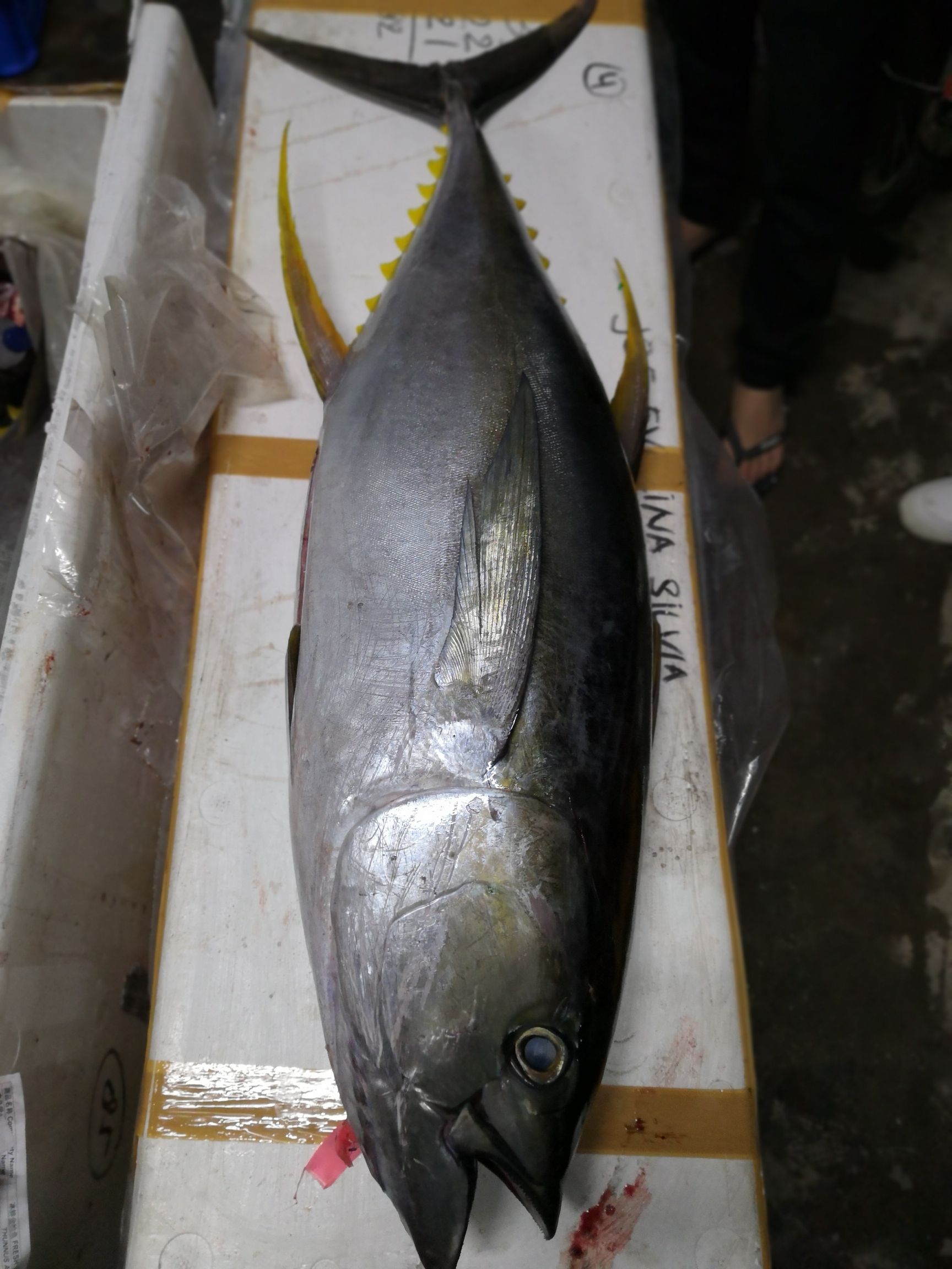 天天印尼空运到广州,印尼冰鲜黄鳍金枪鱼18