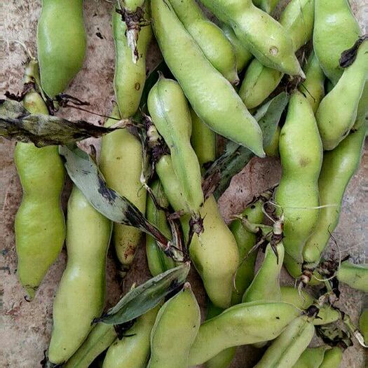 禄丰市新鲜蚕豆 