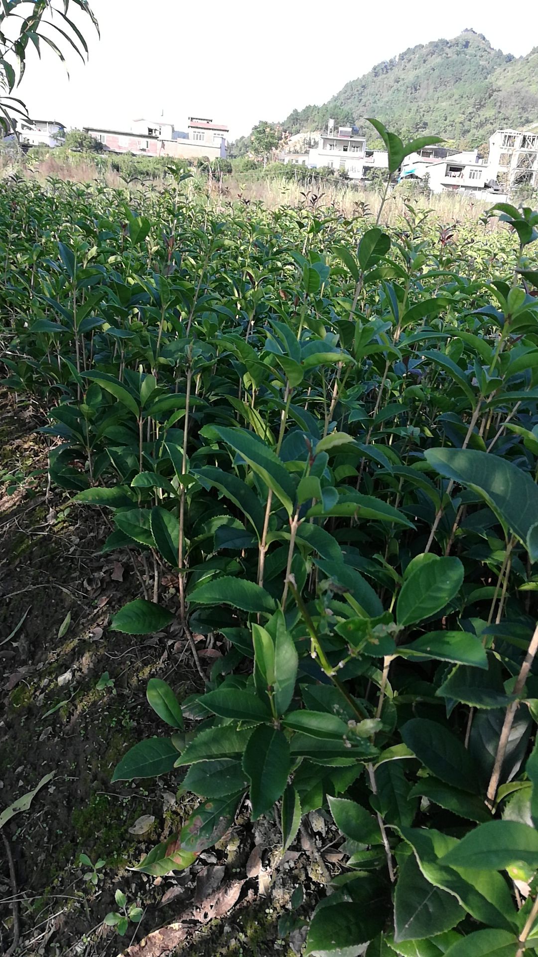 桂花苗木批发(桂花苗木批发基地)